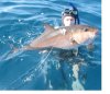 Panama  Amberjack 35lbs.JPG