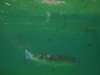 achill mullet.jpg