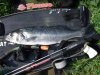 bass 1 2008.jpg