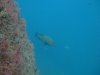 pontoon and medes 130.JPG