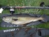 saturday's fish.JPG