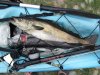 todays catch.JPG