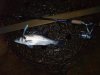 20080521_221232_Bassy.JPG 20080521_221232_Bassy.JPG