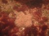 Spearfishing May 24 2008-deep hole 022.jpg