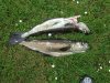 2008_0601fishing0023.jpg