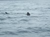 2008_0607fishing30055.jpg