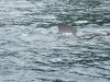 2008_0607fishing30056.jpg