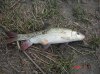 suckerfish unknown.jpg
