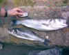 2bass.jpg 2bass.jpg