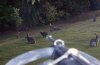 rabbit-speargun.jpg