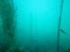 small fish in kelp forest.jpg