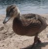 baby duck.jpg
