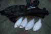 4 soles.JPG