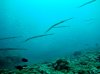 DSC00517.jpg