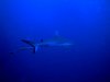 DSC00733.jpg