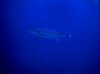 DSC00747.jpg