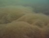 algae.jpg