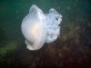 moon-jellyfish.jpg
