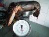 lobster 4lb+.JPG