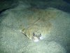 plaice.JPG