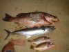 DSC00903.jpg