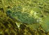 icey rockbass.jpg