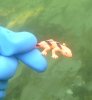 lizard1.jpg