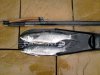2lb and 3lb mullet.jpg