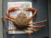 4lb 6oz spider.JPG 4lb 6oz spider.JPG