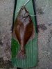 Plaice.jpg