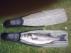Bass 004.jpg