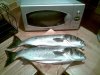 20090602 Bass (5).jpg
