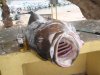 Hamerjack 99.200 pound.jpg