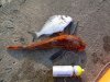 liastovica_dorada_19.07.2008.JPG