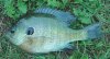bluegill.jpg