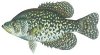 Crappie-Black.jpg