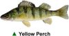 perch_yellow.jpg