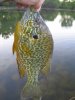 Sunfish.jpg