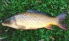 Carp.jpg