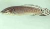 bowfin.jpg