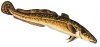 burbot.jpg