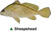sheepshead.jpg