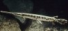 longnose_gar.jpg