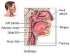 throat.jpg