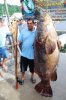 291lb grouper.jpg