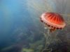 compass jellyfish.jpg