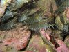 Prawns 2.jpg