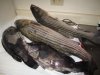 stripers1.jpg
