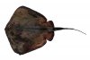 59lb stingray.jpg