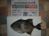 Triggerfish Oct.26.2009.JPG Triggerfish Oct.26.2009.JPG